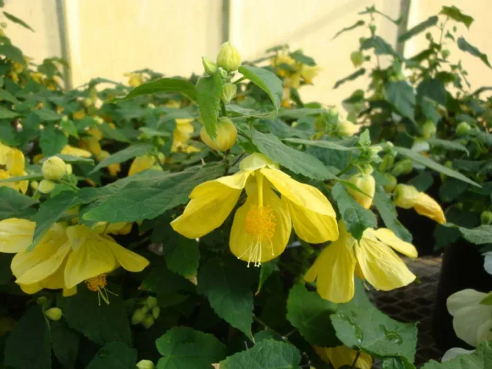 Abutilon 'Lucky Lantern Yellow', Flowering Maple 'Lucky Lantern Yellow', Abutilon hybrida 'Lucky Lantern Yellow', Abutilon 'Nuabtyell', Yellow Flowers, evergreen shrubs