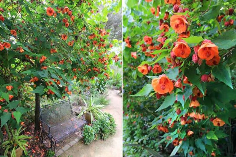 Abutilon 'Victor Reiter',Flowering Maple 'Victor Reiter', Chinese lanterns, Orange Flowers, Evergreen shrub