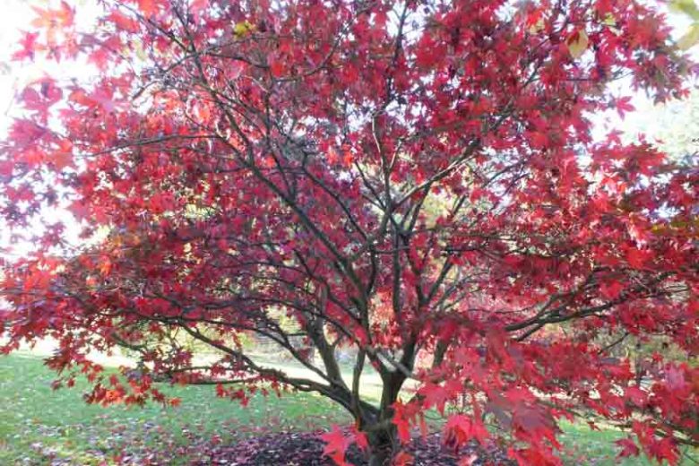 Acer palmatum 'Bloodgood', Japanese Maple Bloodgood, Tree with fall color, Fall color, Attractive bark Tree, purple leaves, Purple Acer, Purple Japanese Maple, Purple Maple