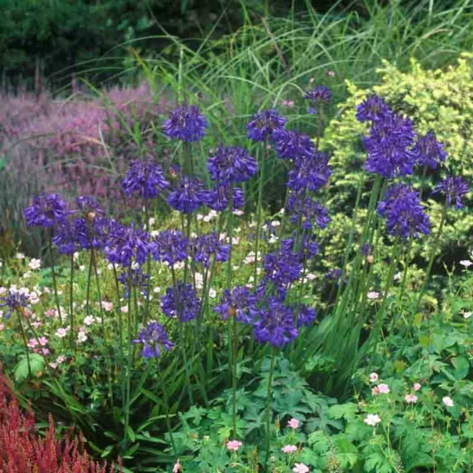 Agapanthus 'Bressingham Blue', lily of the Nile 'Bressingham Blue', African Lily 'Bressingham Blue', Blue flower, purple flower
