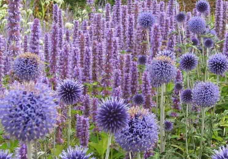 Agastache Blue Fortune, Anise Hyssop 'Blue Fortune', Giant Hyssop 'Blue Fortune', Agastache Aurantiaca 'Blue Fortune', blue flowers, violet flowers