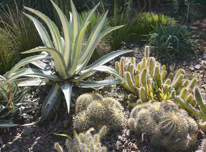 Agave americana 'Mediopicta Alba' (Century Plant)