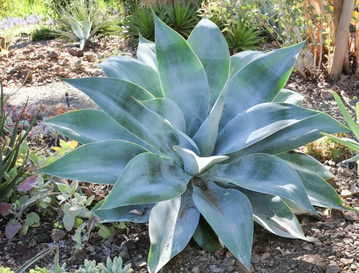 Agave attenuata 