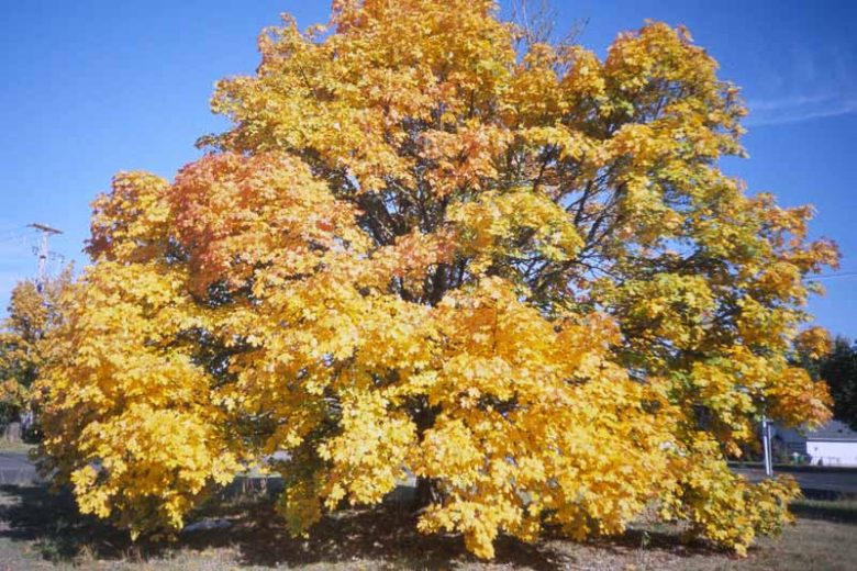 Acer macrophyllum, Bigleaf Maple, Big-leaf Maple, Oregon Maple, California Native Tree, California Native Plants