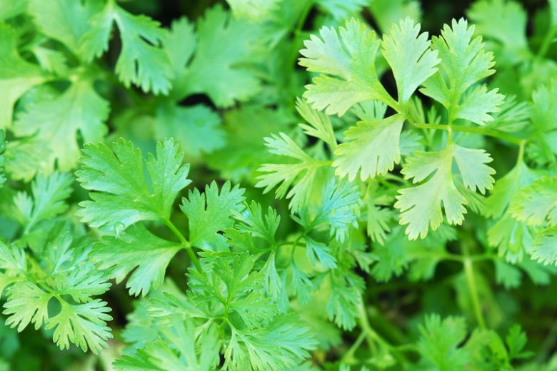 Coriandrum sativum, Coriander, Chinese Parsley, Cilantro, Companion Planting, Culinary Herb, Kitchen Garden