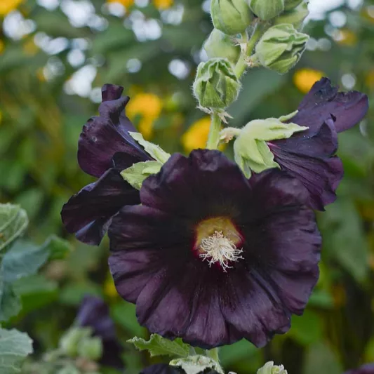 Alcea rosea 'Blacknight',Hollyhock 'Blacknight', Tall Perennial, Black flowers, Black Alcea, Black Hollylock