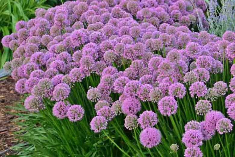 Allium 'Millenium', Ornamental Allium, Purple flowers, Summer Purple Flowers