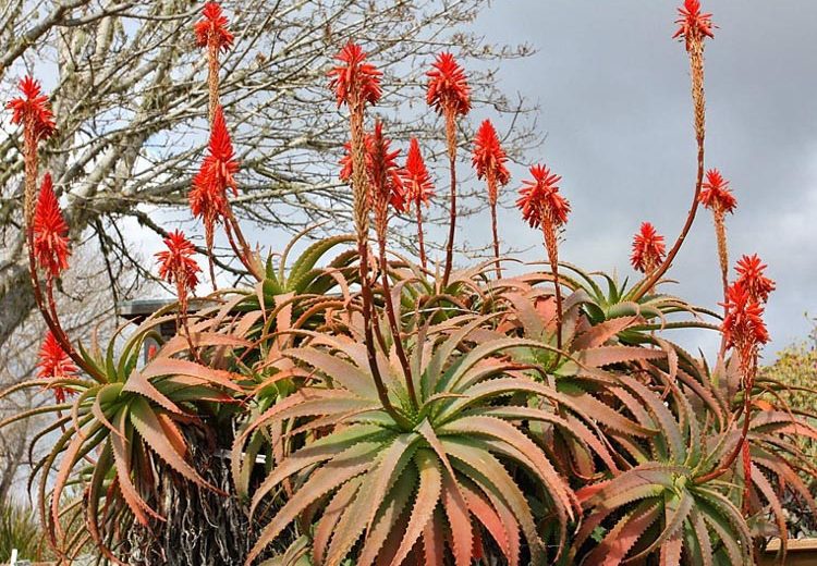 Aloe arborescens,Torch Aloe, Candelabra Aloe, Krantz Aloe, Orange flowers