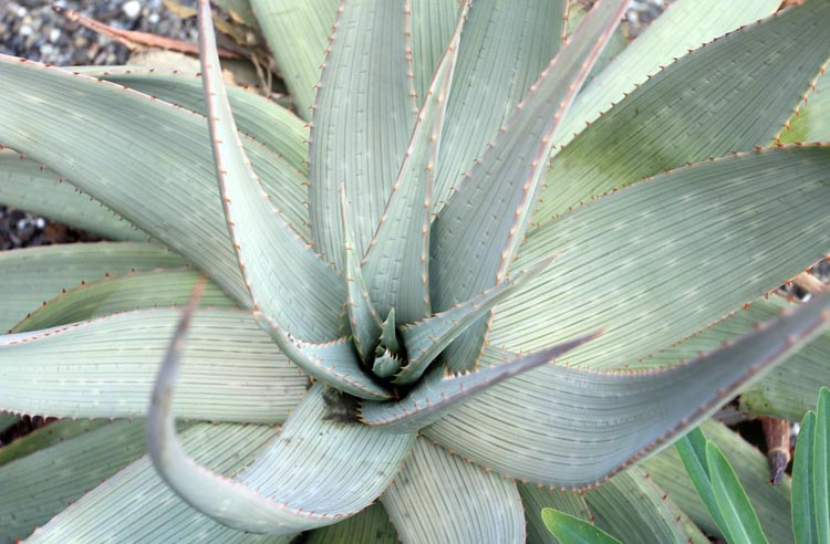 Aloe hereroensis, Sand Aloe, Aloe orpeniae, Yellow flowers, Succulents, Aloes, Drought tolerant plants