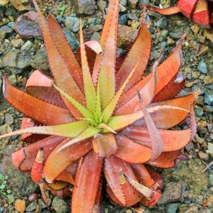 Aloe microstigma, Cape Speckled Aloe, Aloe brunnthaleri, Aloe juttae, Orange flowers, Succulents, Aloes, Drought tolerant plants