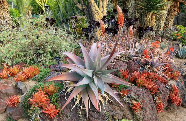 Aloe rubroviolacea, Arabian Aloe, Orange flowers, Succulents, Aloes, Drought tolerant plants