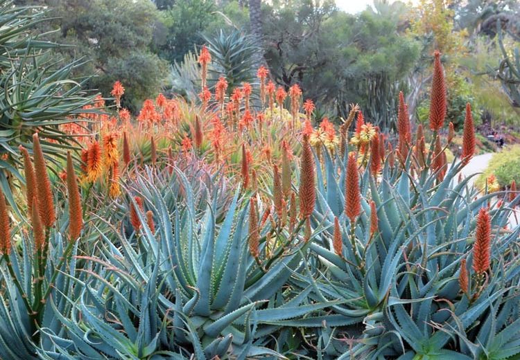 Aloe x principis, Aloe salm-dyckiana, Aloe caesia, Aloe x principes, Orange flowers, Succulents, Aloes, Drought tolerant plants