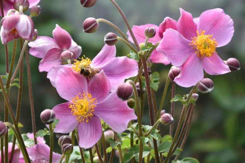 Anemone Praecox, Japanese Anemone 'Praecox', Windflower 'Praecox', Pink Anemone, Fall Anemone