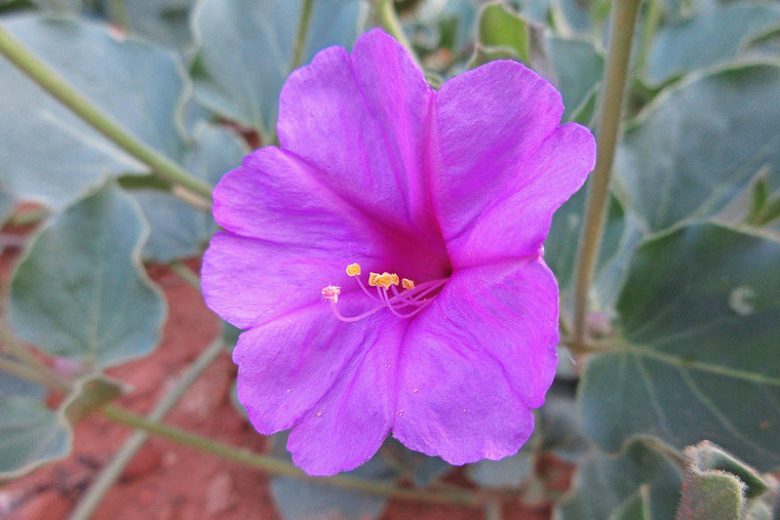 Mirabilis multiflora, Colorado Four O'Clock, Colorado Four O'Clock, Giant Four O'Clock, Purple Flowers