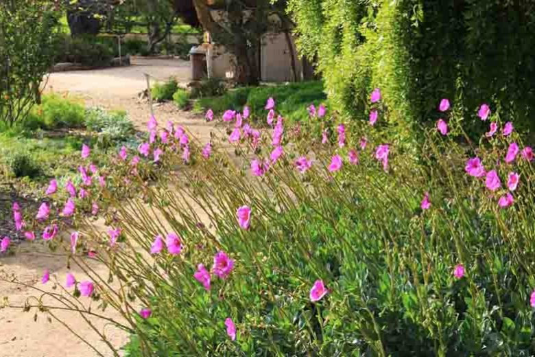 Calandrinia grandiflora, Rock Purslane, Cistanthe grandiflora, Drought tolerant flowers, Purple flowers, Drought tolerant perennials