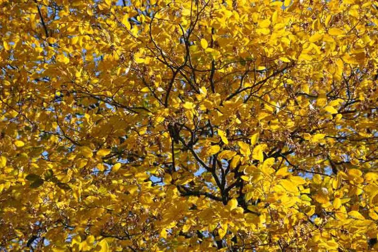 Fraxinus excelsior, European Ash, Common Ash, Deciduous Tree, Fall Color