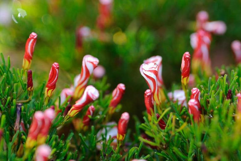 Oxalis versicolor, Candy Cane Sorrel, Striped-Flowered Wood Sorrel, Pink flowers, Bicolor flowers