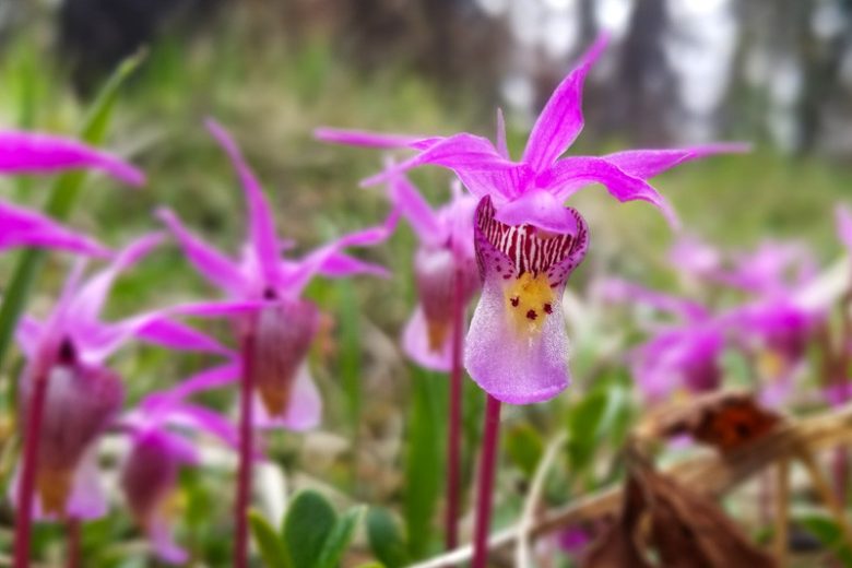 Calypso bulbosa, Fairy Slipper, Bog Orchid, Calypso Orchid, Pink Orchid, Hardy Orchid