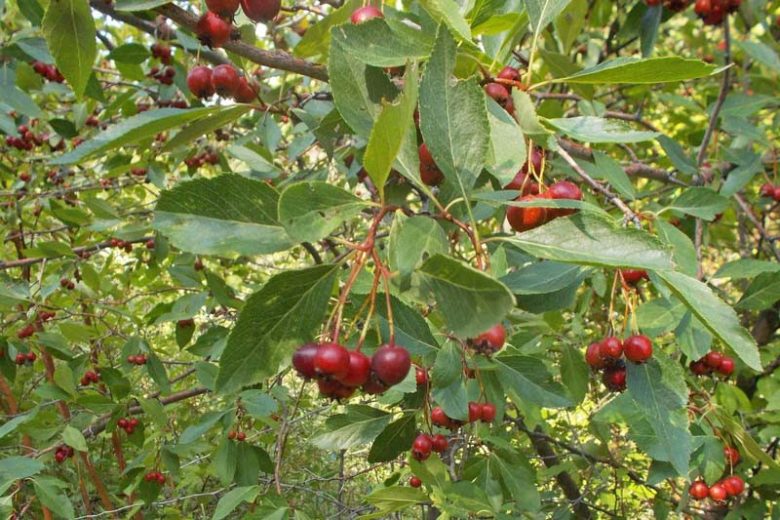 Crataegus douglasii, Black Hawthorn, Crataegus columbiana, Crataegus douglasii var. douglasii, Red fruit, red berries, Winter fruits, White flowers,