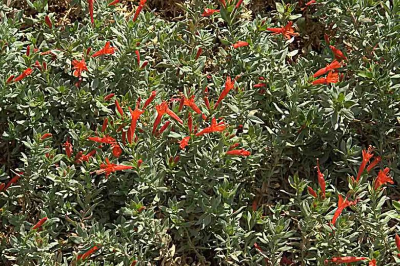 Epilobium septentrionale, Northern Willowherb, Humboldt County Fuchsia, Epilobium canum ssp. septentrionale, Zauschneria septentrionalis, Red Flowers, Hummingbird Flowers