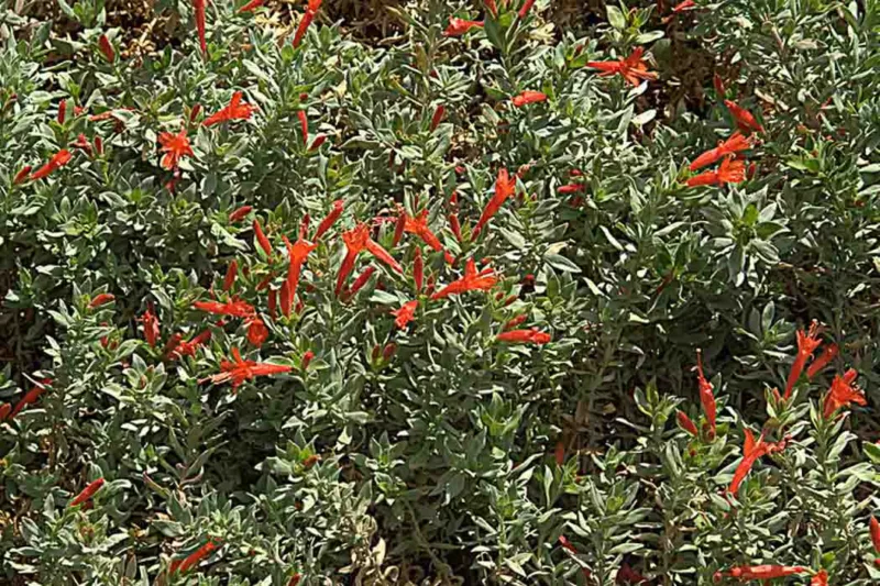 Epilobium septentrionale, Northern Willowherb, Humboldt County Fuchsia, Epilobium canum ssp. septentrionale, Zauschneria septentrionalis, Red Flowers, Hummingbird Flowers