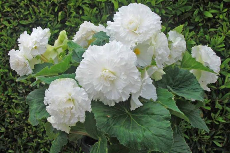 Begonia 'Ruffled White', Ruffled White Begonia, White Tuberous Begonias, White Begonias,  shade loving plants, summer flower bulbs, shade plants, Shade flowers