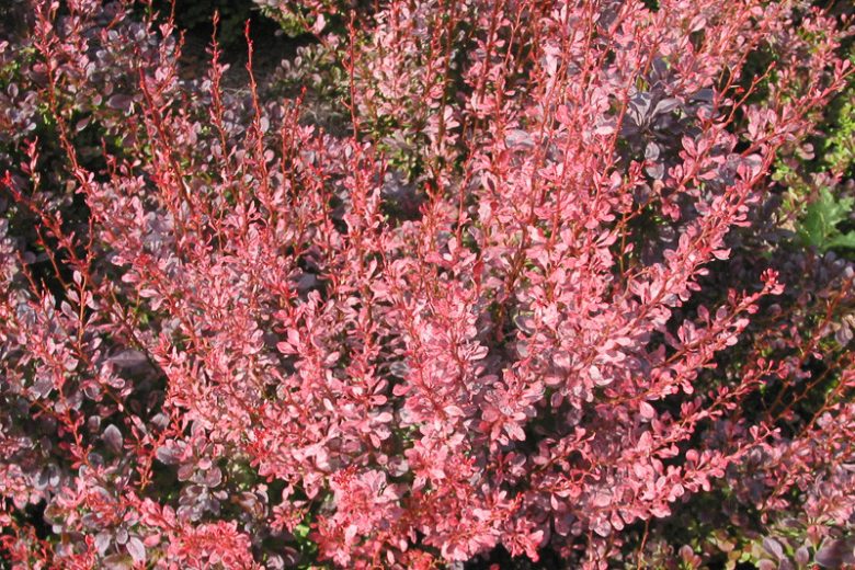 Attractive Deciduous Shrubs and Trees with Red Fruits and Berries
