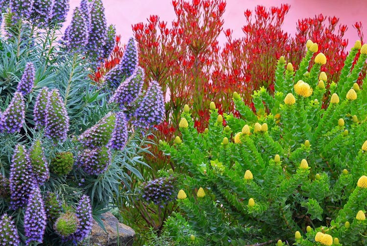 Leucadendron 'Safari Sunshine', 'Safari Sunshine' Conebush, Leucadendron 'Jester', 'Jester' Conebush, Red Leucadendron, Red flowers, Mediterranean shrubs, Evergreen Shrubs