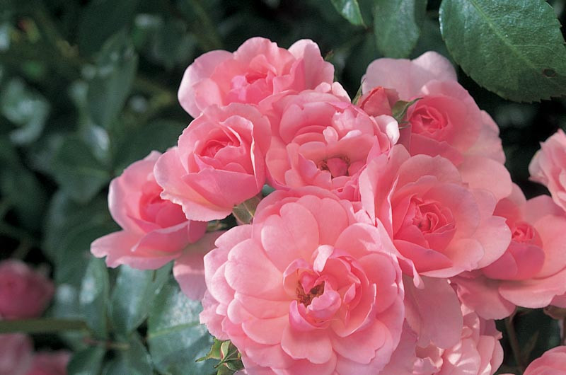 Shrub Roses,Great Roses, Top Roses, Hybrid Tea Roses, English Roses, Floribunda Roses, Grandiflora Roses, Landscape roses. Polyantha Roses