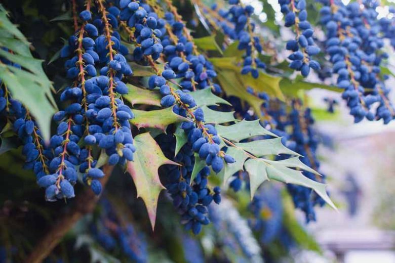 Mahonia media 'Charity', Oregon Grape 'Charity', Blue berries, Yellow Flowers, evergreen shrub