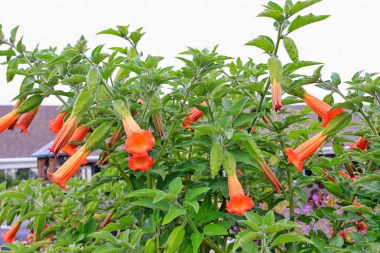 Brugmansia sanguinea, Red Angel's Trumpet, Flowering Shrub, Red Flowers, Scarlet Angel’s Trumpet