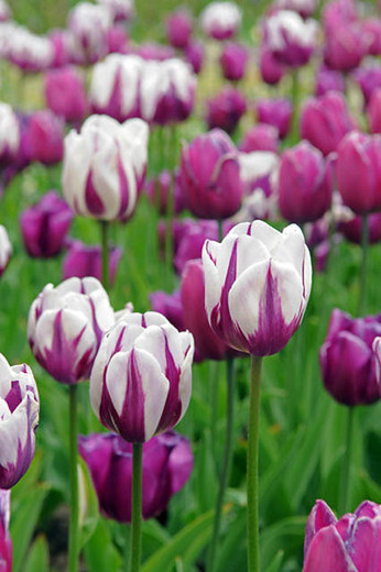 Zurel Tulip, Tulipa Zurel, Tulip 'Zurel', Triumph Tulip 'Zurel', Triumph Tulips, Spring Bulbs, Spring Flowers