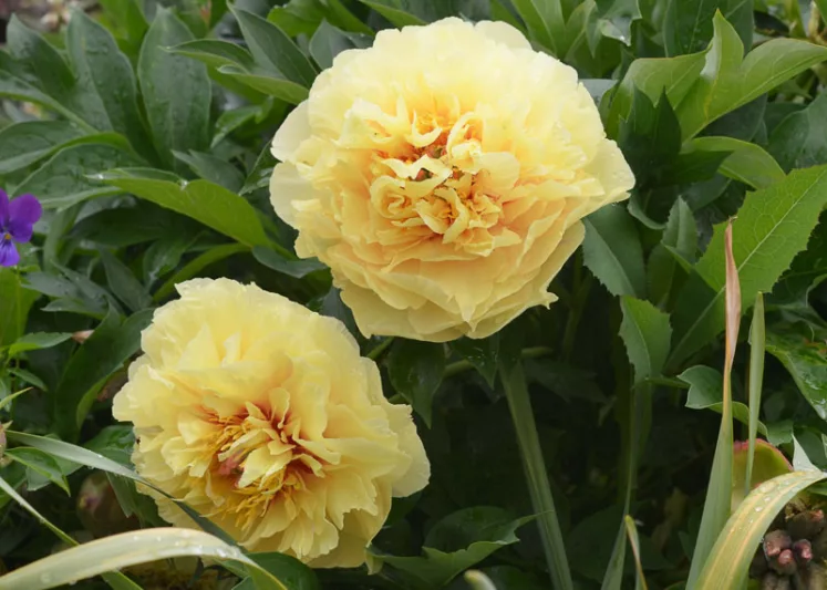 Paeonia Garden Treasure Itoh Peony 
