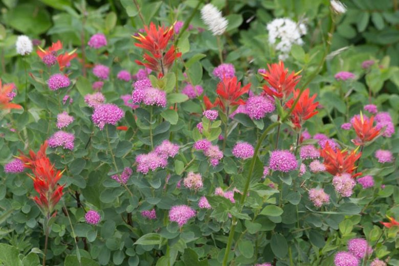 Spiraea splendens, Rose Meadowsweet, Rosy Spiraea, Subalpine Spiraea, Mountain Spiraea, Spiraea densiflora, Pink Flowers, Pink Spiraea