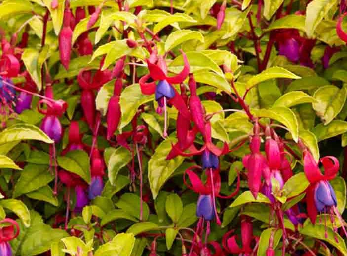 Fuchsia Genii, Hardy Fuchsia Genii, Fuchsia 'Jeanne', Flowering Shrub, Red Flowers, Purple Flowers