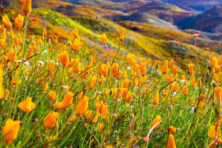 Eschscholzia Californica, California Poppy, Golden Poppy, California Sunlight, Cup of Gold, Golden Cup, California Poppies, Yellow flowers