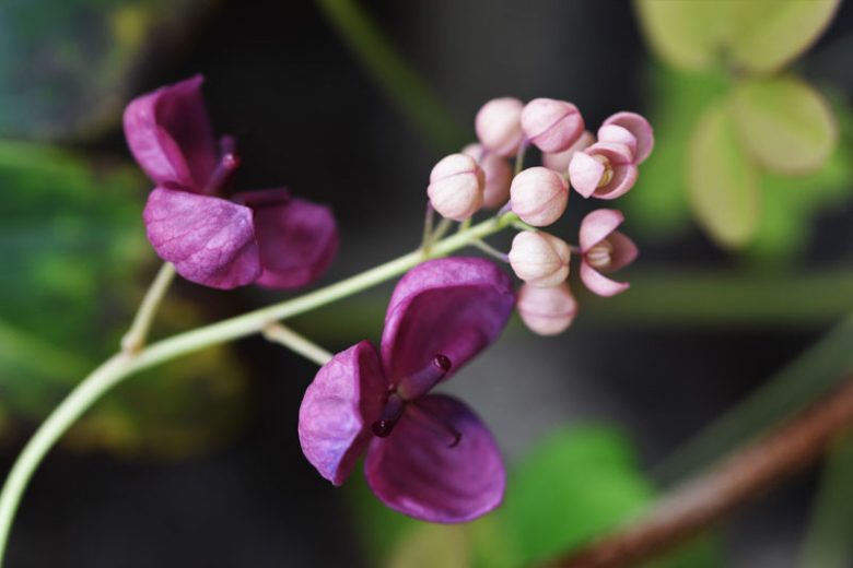 Akebia quinata, Chocolate Vine, Five-Leaf Akebia, Raisin Vine, Fragrant shrub, Fragrant Vine, Red flowers