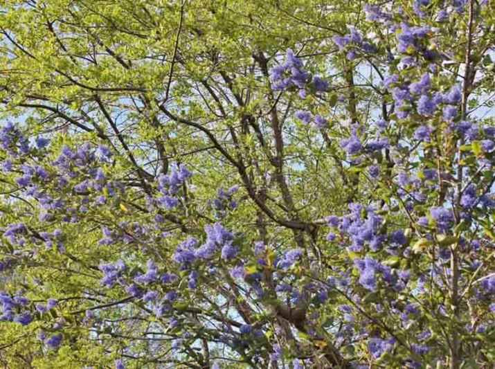 Ceanothus 'Ray Hartman',  California Lilac 'Ray Hartman', Blue Flowers, Fragrant Shrubs, Evergreen Shrubs, Ceanothus 'Blue Sky'