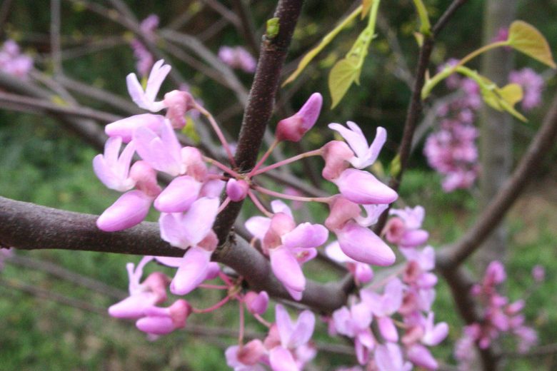 Cercis canadensis Hearts of Gold, Eastern Redbud Hearts of Gold, Shrub, Small Tree, Pink Flowers,