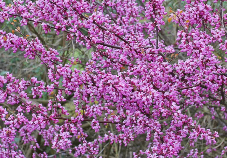 Cercis occidentalis, Western Redbud, Shrub, Small Tree, Pink Flowers,