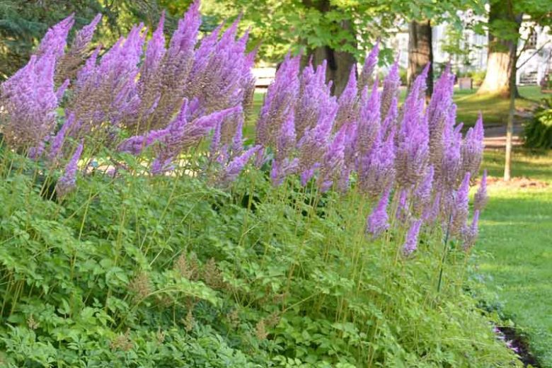 Chinese Astilbe 'Purple Candles', False Spirea 'Purple Candles', False Goat's Beard 'Purple Candles', Astilbe 'Purple Candles', Purple Astilbe, Purple False Spirea, Purple False Goat Beard