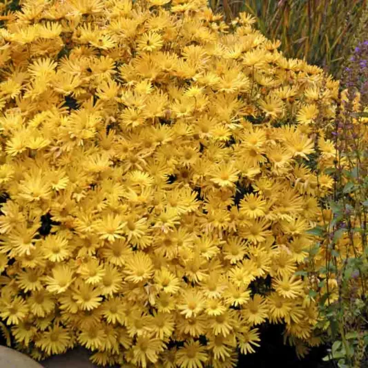Chrysanthemum 'Bolero', Garden Mum 'Bolero', Florist's Mum 'Bolero', Hardy Garden Mum Bolero, Dendranthema Bolero, Yellow Chrysanthemum, Fall Flowers