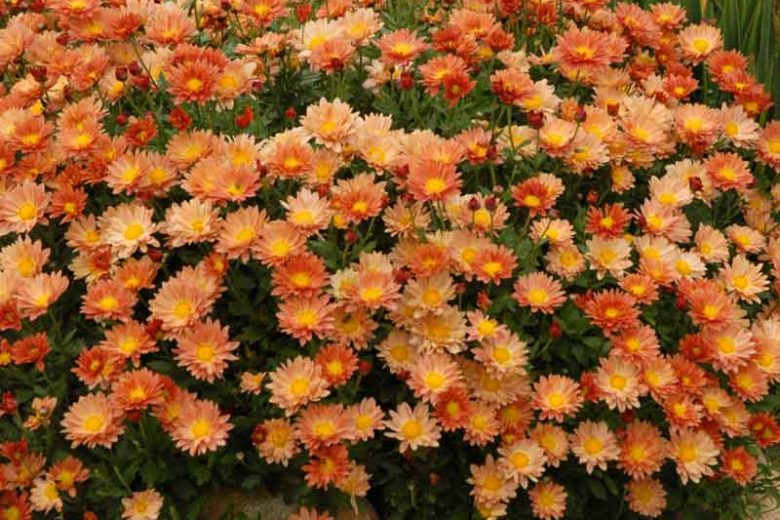 Chrysanthemum 'Rhumba', Garden Mum 'Rhumba', Florist's Mum 'Rhumba', Hardy Garden Mum Rhumba, Dendranthema Rhumba, Orange Chrysanthemum, Fall Flowers
