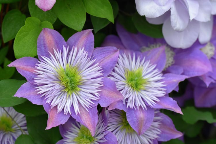 Clematis 'Crystal Fountain', Large-Flowered Clematis 'Crystal Fountain', Clematis 'Evipo038', Clematis 'Fairy Blue', group 2 clematis, Lavender clematis, Blue Clematis, Clematis Vine, Clematis Plant, Flower Vines, Clematis Flower, Clematis Pruning,