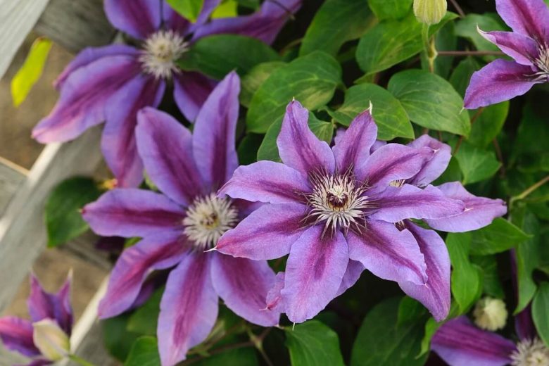 Clematis 'Fireworks', Early Large-Flowered Clematis Fireworks, Purple Clematis, Purple Clematis, group 2 clematis, pink clematis, Clematis Vine, Clematis Plant, Flower Vines, Clematis Flower, Clematis Pruning