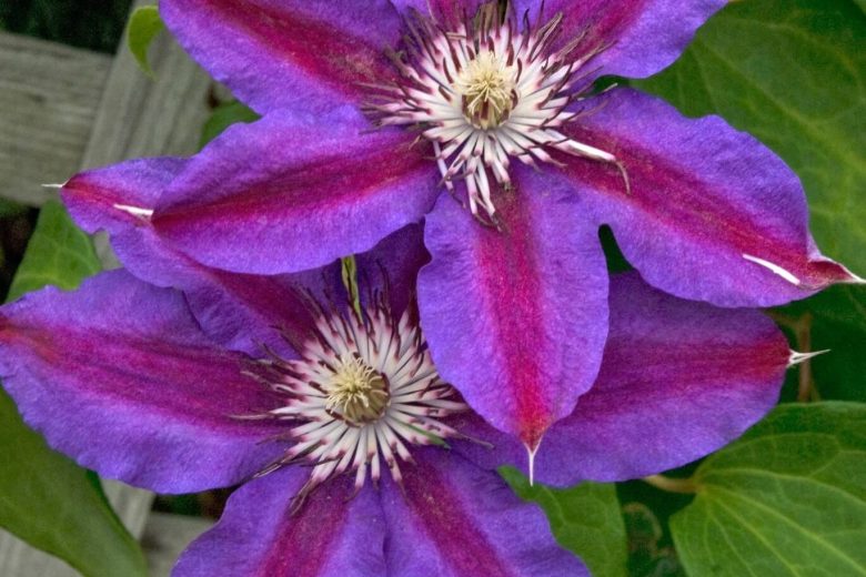 Clematis 'Fireworks', Early Large-Flowered Clematis Fireworks, Purple Clematis, Purple Clematis, group 2 clematis, pink clematis, Clematis Vine, Clematis Plant, Flower Vines, Clematis Flower, Clematis Pruning