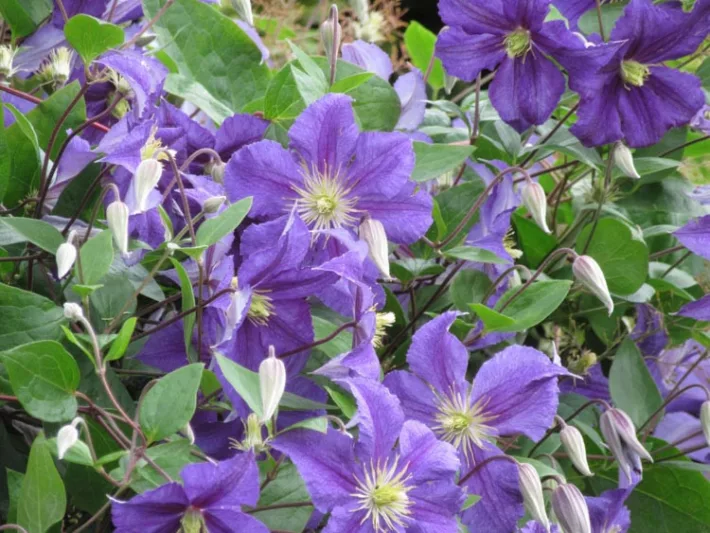 Clematis 'Wisley', Clematis Viticella 'Wisley', Clematis 'Evipo001', group 3 clematis, Purple clematis, Purple flowers, Purple Vines