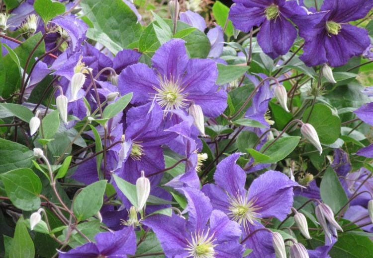 Clematis 'Wisley', Clematis Viticella 'Wisley', Clematis 'Evipo001', group 3 clematis, Purple clematis, Purple flowers, Purple Vines