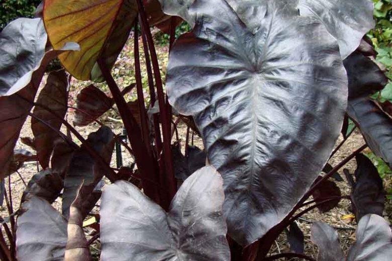 Colocasia esculenta 'Black Coral', Taro 'Black Coral', Elephant Ears 'Black Coral', dark leaves, evergreen perennial,