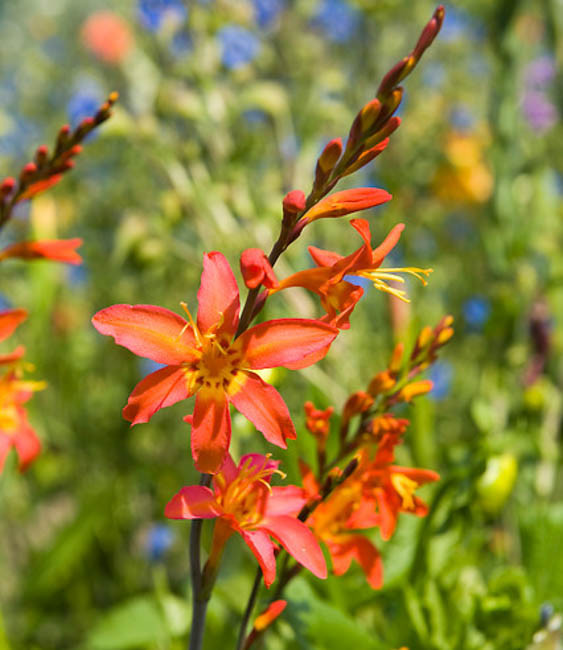 Crocosmia x crocosmiiflora 'Emily Mckenzie'